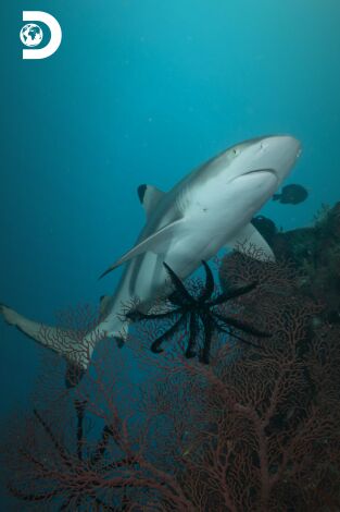 Mi extraña adicción: tiburones