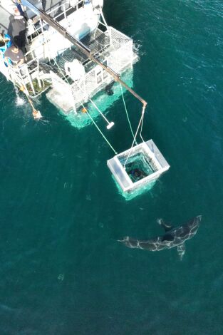 Tiburones en la costa: Tiburones en la costa