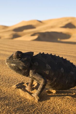 Vida: Reptiles y anfibios