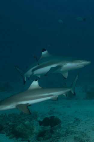 Expedición desconocida: Los secretos de los tiburones: Expedición desconocida: Los secretos de los tiburones