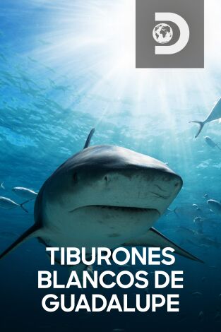 Tiburones blancos de Guadalupe: Zona de la Gran Matanza Blanca: Guadalupe