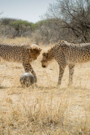 Animales juguetones: Las reglas del juego