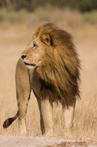 Safari letal: Batallas entre grandes felinos