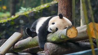 Escuela de pandas: El estilo panda