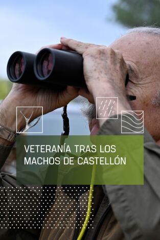 Veteranía trás los machos de Castellón