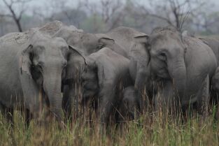Los secretos de la India salvaje: Reino elefante