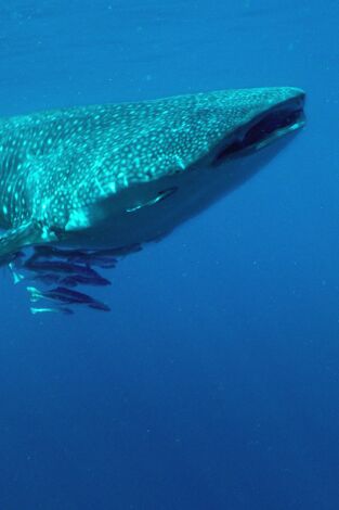 El mar arábigo: Los carnívoros del arrecife de coral
