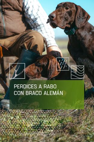 Perdices a rabo con braco alemán