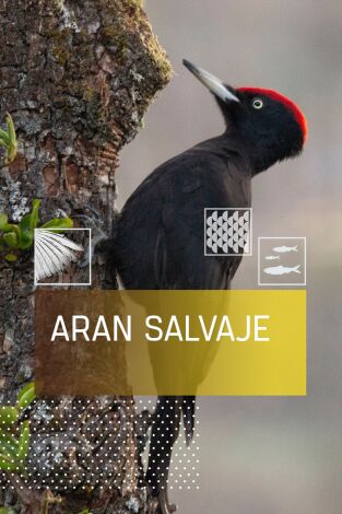 Arán Salvaje