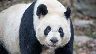 Escuela de pandas: Patas pequeñas, mundo enorme