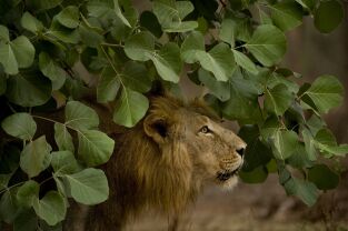 Los secretos de la India salvaje: Leones del desierto