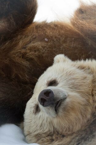 El invierno del oso