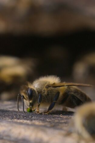 Los secretos de las abejas: Los polinizadores