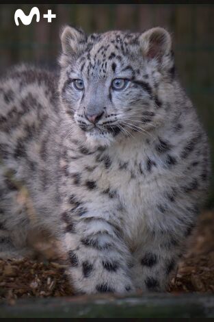 One Zoo Three: Madrazas