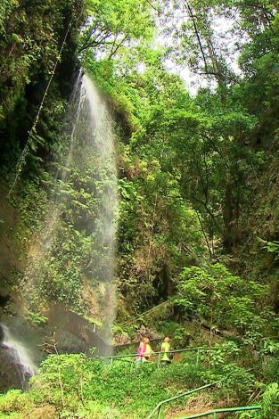 El escarabajo verde