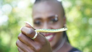 Serpientes en la ciudad: Cobras y cocodrilos