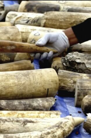 Asesinos del planeta: El rey del marfil