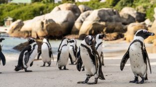 Los secretos de los pingüinos: La supervivencia del más listo