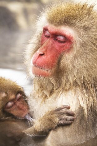 Vida: Primates