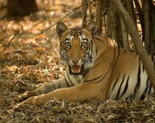 Los secretos de la India salvaje: La selva del tigre