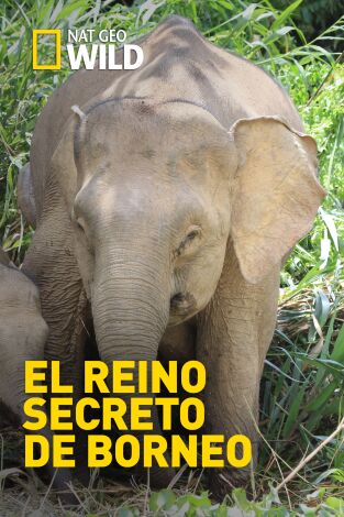 El reino secreto de Borneo: El bosque de las serpientes voladoras