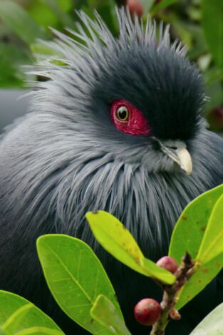 Planeta selva: Las junglas de la sed. Bosque americano