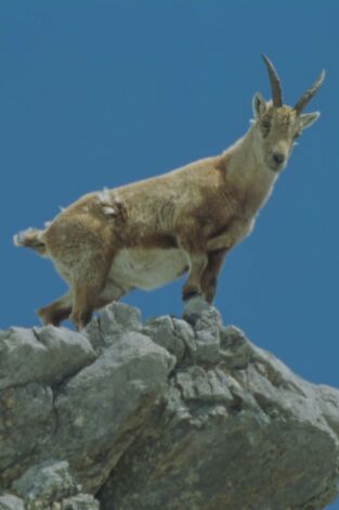 Montañas de Alemania: Sobreviviendo en los Alpes